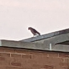 Accipiter