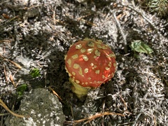 Amanita