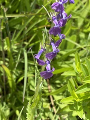 Lobelia fenestralis