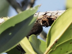 Yungipicus moluccensis