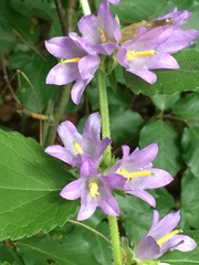 Campanula trachelium