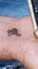 Bufo spinosus