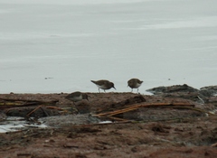 Calidris temminckii
