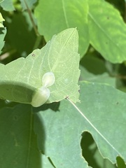 Neolasioptera impatientifolia