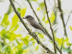 Pachycephala cinerea