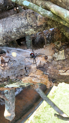 Latrodectus variolus
