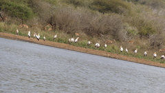 Mycteria ibis