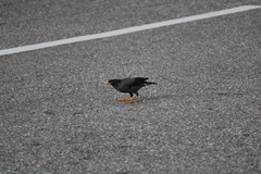 Acridotheres javanicus