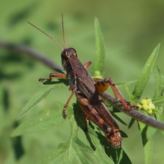 Melanoplus fasciatus