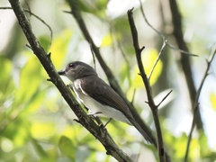 Pachycephala cinerea