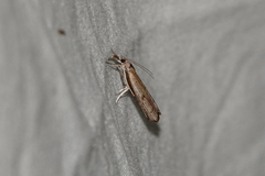 Fissicrambus mutabilis