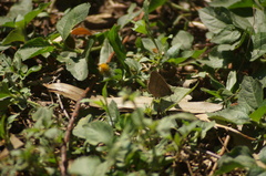 Cissia phronius