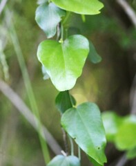 Cocculus diversifolius