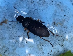 Harpalus