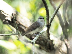Pachycephala cinerea