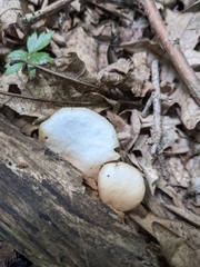 Crepidotus
