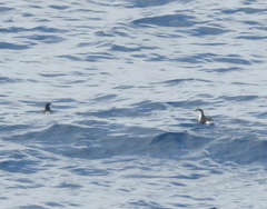 Synthliboramphus hypoleucus