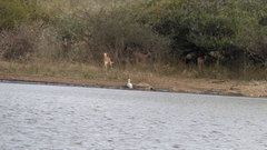 Mycteria ibis