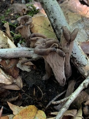 Craterellus fallax