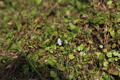 Linderniaceae
