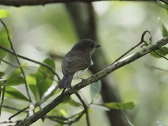 Pachycephala cinerea