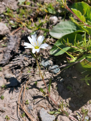 Caryophyllaceae