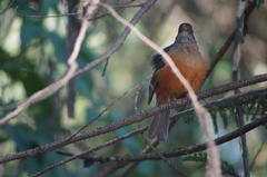 Turdus rufiventris