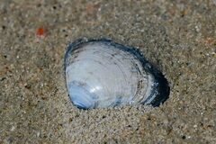 Mactra stultorum