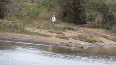 Mycteria ibis