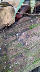 Akanthomyces