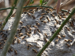Brachygastra lecheguana