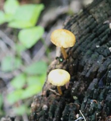 Cyptotrama chrysopepla