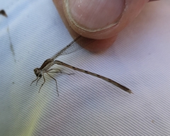 Sympecma fusca