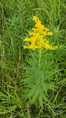 Solidago juncea