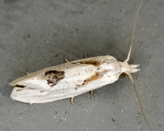 Eucosma tomonana