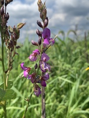 Desmodium canadense