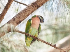 Psittacula alexandri