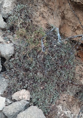 Limonium galilaeum