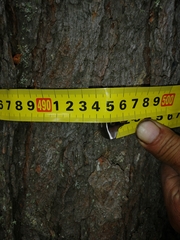 Pinus sibirica