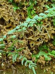 Pellaea atropurpurea