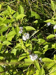 Mentha canadensis