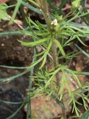 Chamaerhodos erecta