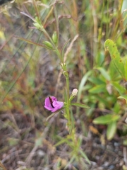 Agalinis purpurea