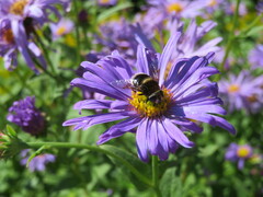 Eristalis intricaria