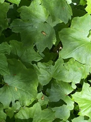 Monocesta coryli