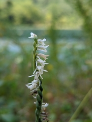 Spiranthes vernalis