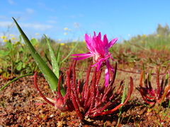 Cleretum bellidiforme