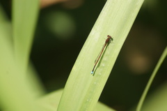 Oxyagrion terminale