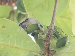 Psittacula alexandri