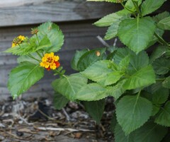 Lantana urticoides